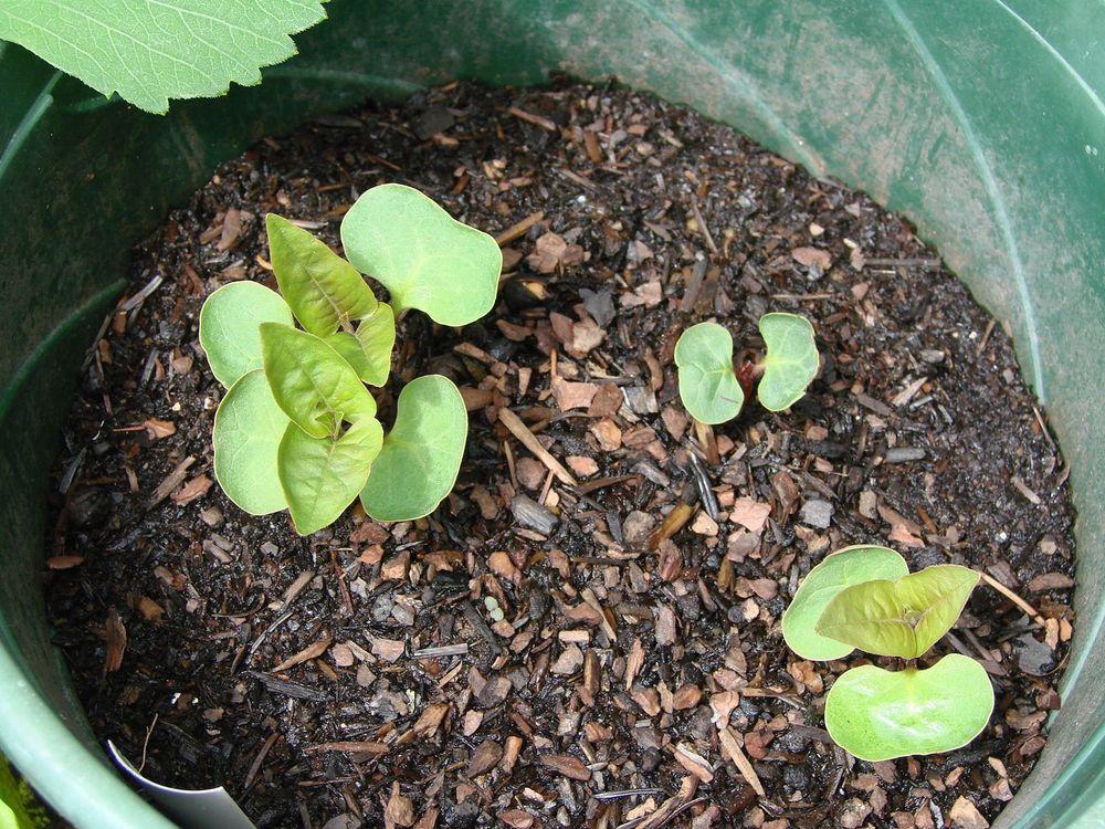 How to Grow four O’clock Plant from Seed