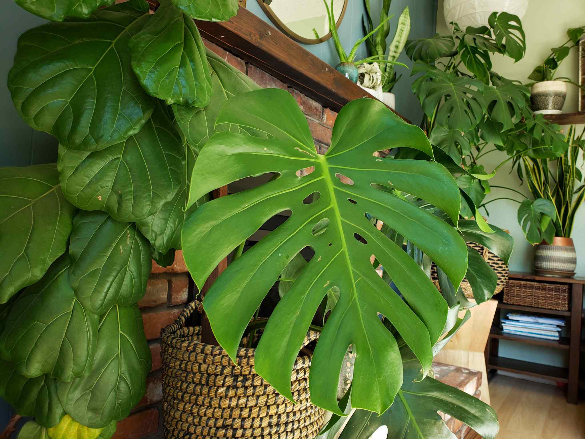 How to Get Rid of Fungus Gnats in Houseplants, Organically