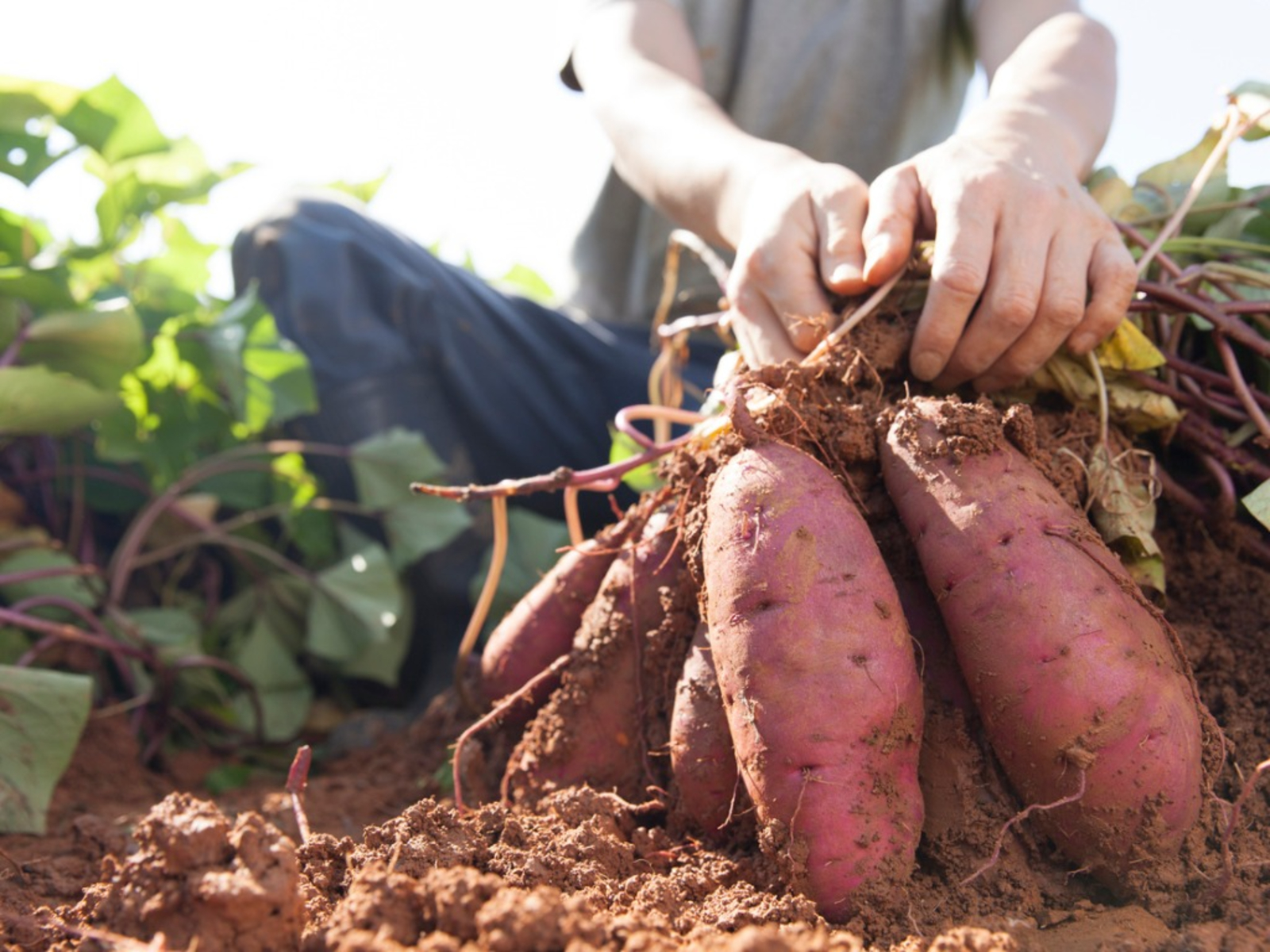 Start Harvesting Your Sweet Potatoes