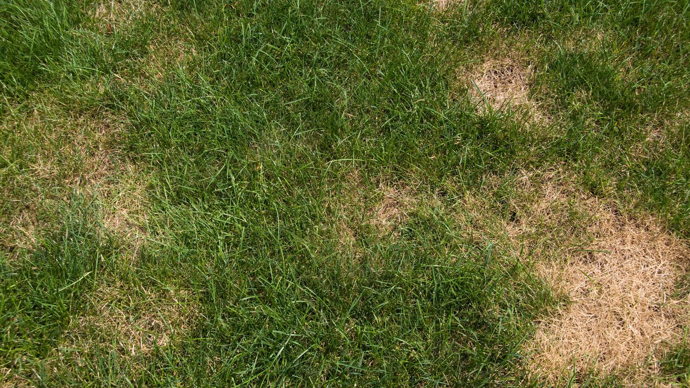 Cutting Wet Grass Can Easily Spread Diseases