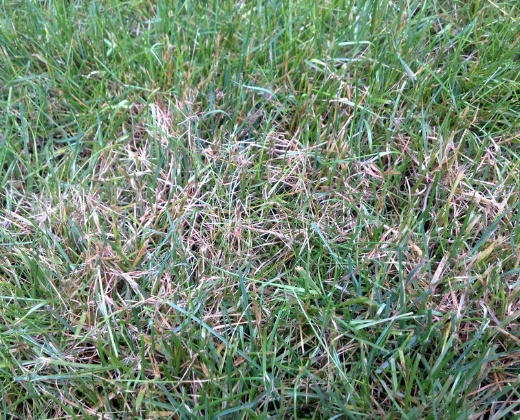 How to Identify, Control and Prevent Brown Patch - Lawnstarter